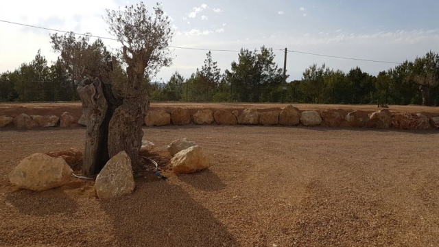 olivos-centenarios-3128267